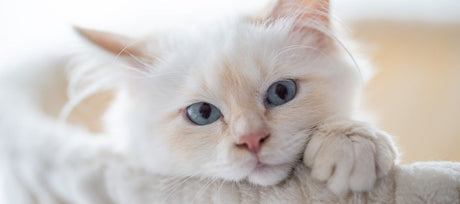White cat with blue eyes